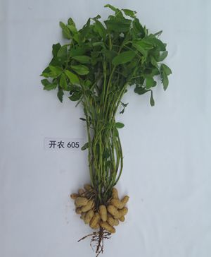 开农605照片_副本.jpg裁剪.jpg