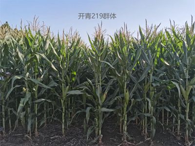 开青219单株图片1_副本.jpg裁剪1.jpg