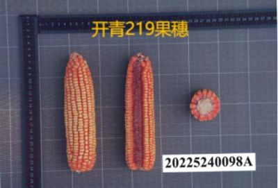 开青219果穗图片1_副本.jpg裁剪.jpg