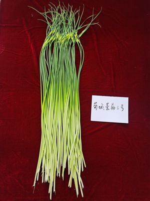 菊城薹蒜图片1_副本.jpg裁剪1.jpg