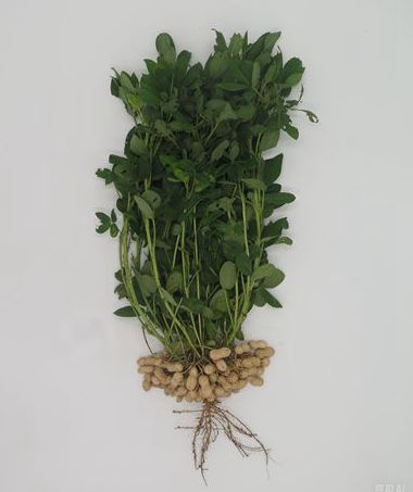 中育花105_副本.jpg裁剪_副本.jpg22.jpg