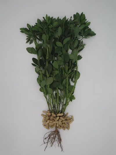 中育花106_副本.jpg裁剪.jpg