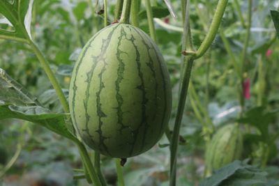 图片1.jpg菊城惠玲_副本.jpg裁剪.jpg