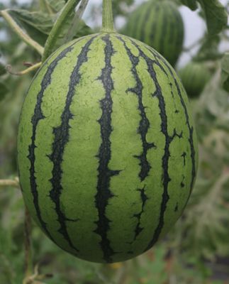 菊城红玲照片_副本.jpg裁剪.jpg