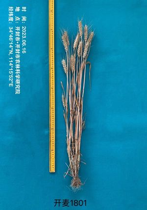开麦1801单株图片2_看图王_副本.jpg裁剪.jpg