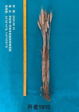 开麦1915单株图片2_看图王_副本.jpg裁剪.jpg