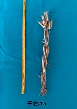 开麦205单株图片2_看图王_副本.jpg裁剪.jpg