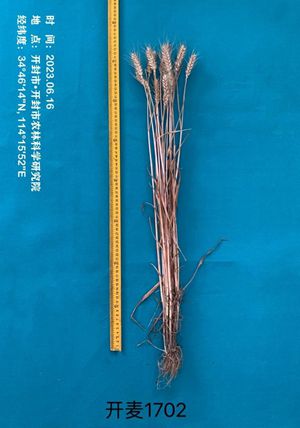 开麦1702单株图片2_副本.jpg裁剪.jpg