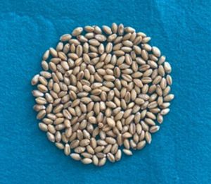 开麦208籽粒图片2_副本.jpg裁剪.jpg