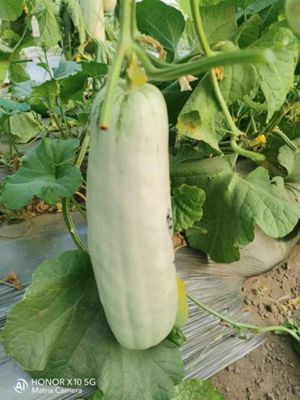 菊城2205图片1_副本.jpg裁剪.jpg