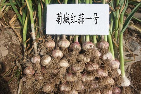 图片1.jpg菊城红蒜一号果实_副本.jpg裁剪.jpg
