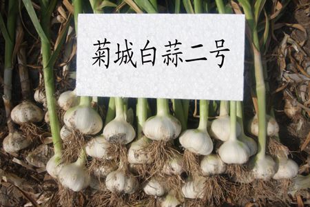 图片1.jpg菊城白蒜二号果实_副本.jpg裁剪.jpg