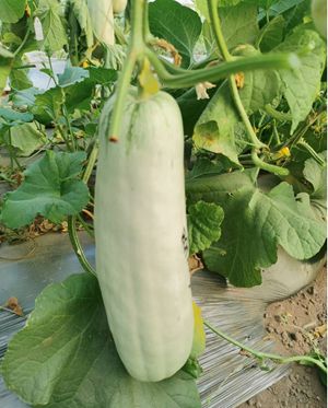 图片1.jpg菊城2205果实_副本.jpg裁剪.jpg